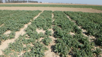 DK Expat, 6. 4. 2020