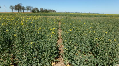 SY Iowa, 20. 4. 2020