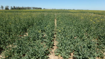 DK Expat, 20. 4. 2020